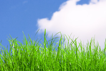 Fresh young green grass against blue sky with fluffy white cloud, background with copy space
