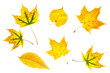 © Sun-flower - Golden yellow leaves collage isolated on white background, autumn foliage