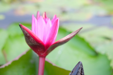 Wall Mural - Beautiful pink lotus flowers