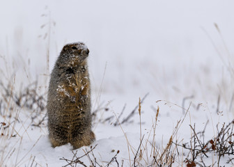 Arctic Ground Squirrel