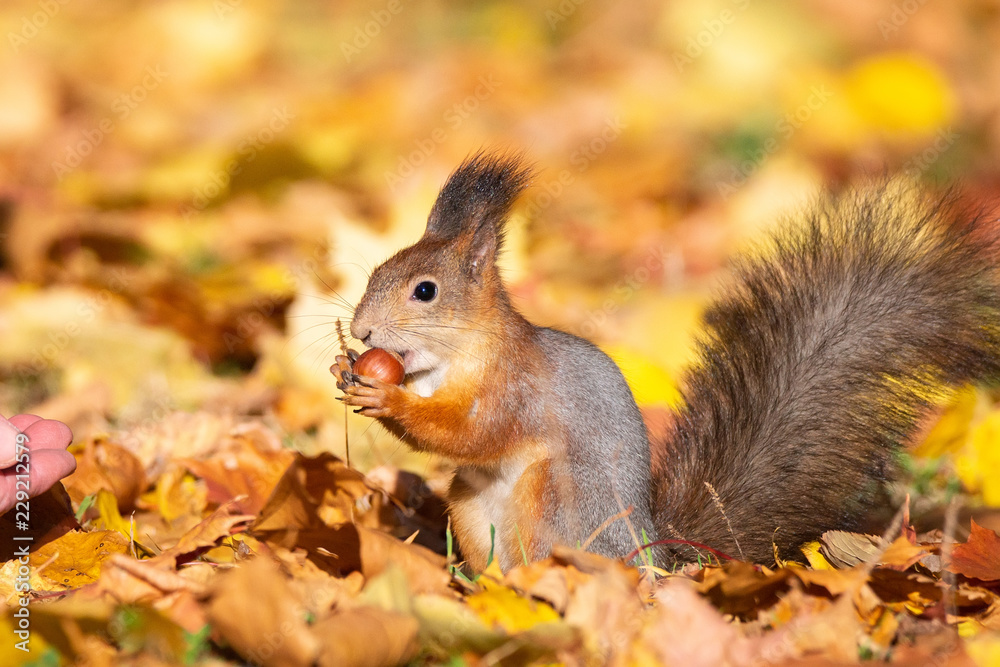 Foto-Schiebegardine ohne Schienensystem - Squirrel in the autumn park