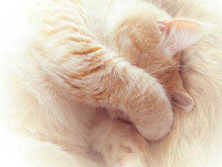 Wall Mural - Beautiful cream cat lies covering the face with a paw, close-up