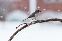 Tufted Titmouse In Snow