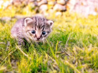 Wall Mural - Cute little tabby kitten walking on the green grass