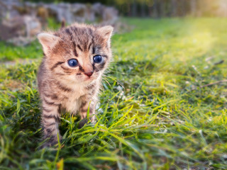 Wall Mural - Cute little tabby kitten walking on the green grass