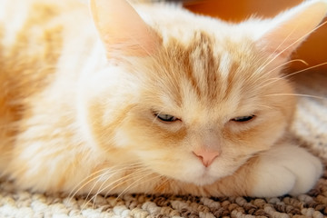 Wall Mural - Cute cream tabby cat rests his head on paw, close up