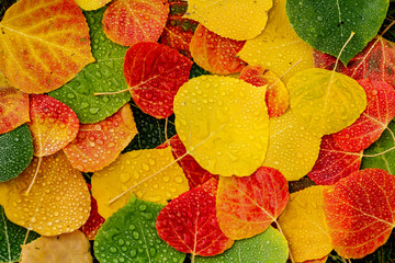 colorful aspen tree leaves on ground with water drops