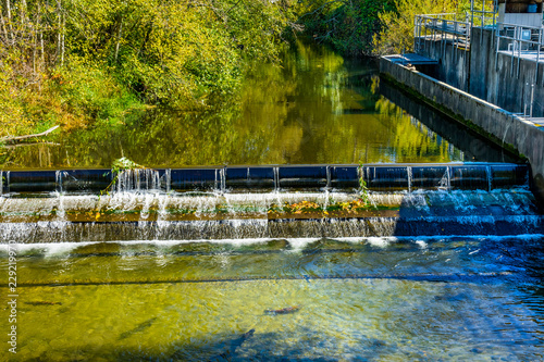 Valokuva Fish Reflection Issaquah Creek Salmon Hatchery Washington