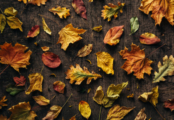 Wall Mural - different colourful leaves on old background. autumn background. top view.