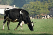 Prim'Holstein en train de se nourrir 
