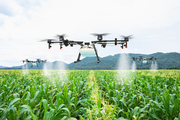 agriculture drone fly to sprayed fertilizer on the sweet corn fields