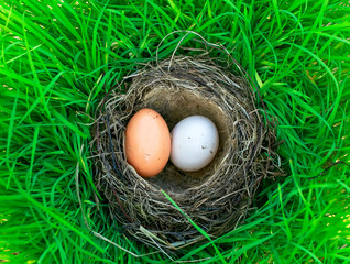 two bird eggs of different colors lie in the nest on the lush green grass in the yard of the farm