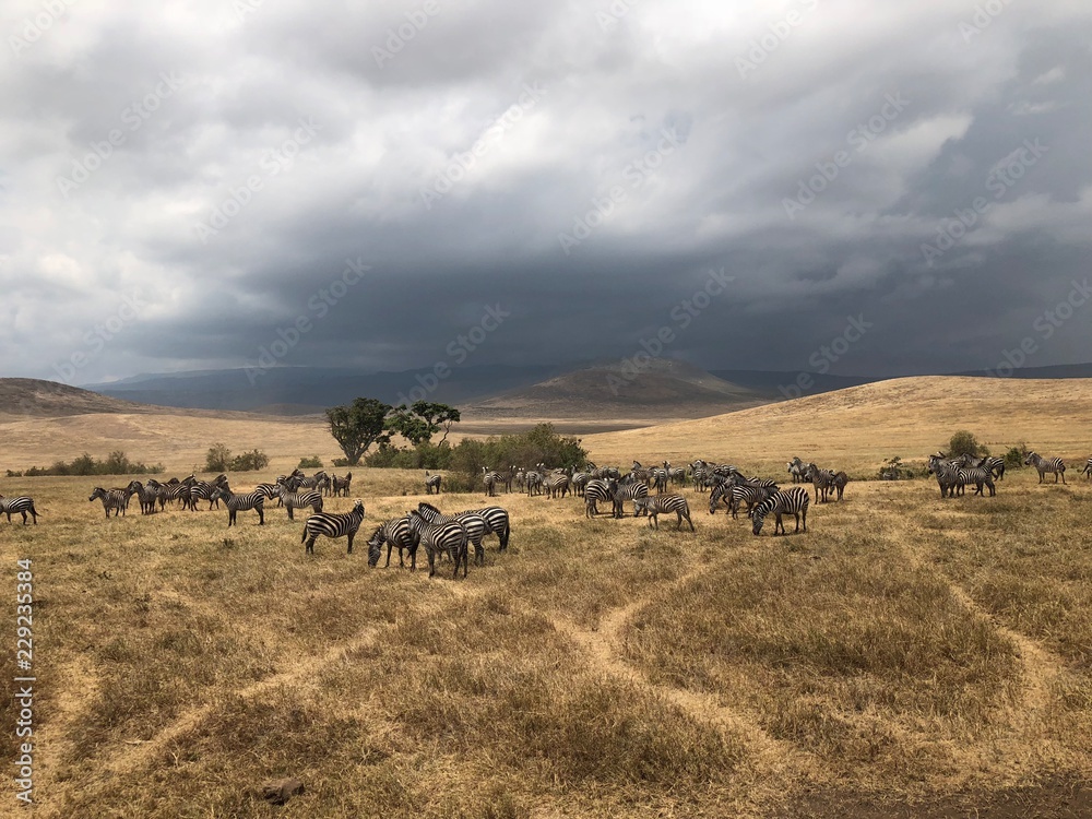 Afryka, safari Ngorongoro - obrazy, fototapety, plakaty 