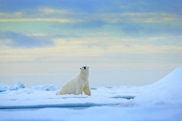 polar bear on drift ice edge with snow and water in russian sea. white animal in the nature habitat,