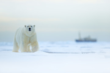 bear and boat. polar bear on drifting ice with snow, blurred cruise vessel in background, svalbard, 