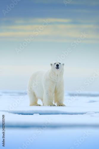 Fotomural Polar bear on drift ice edge with snow and water in Norway sea