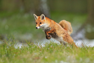 red fox jumping , vulpes vulpes, wildlife scene from europe. orange fur coat animal in the nature ha