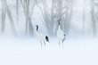 Red-crowned crane, Grus japonensis, walking in the snow, Hokkaido, Japan. Beautiful bird in the nature habitat. Wildlife scene from nature. Crane with snow in the cold forest.