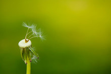 Closeup Photo Of Dandelion Seeds On Green Background. Copy Space.