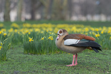 Egyptian Goose Standing In The Daffodils