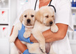 Cute labrador puppy dogs in the arms of veterinary healthcare professional
