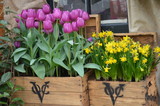 Fototapeta  - Kwitnące tulipany w ozdobnych drewnianych skrzyniach