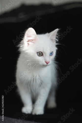 buy white kitten