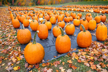 Wall Mural - Pumpkins for sale at a pumpkin patch in autumn. Colorful fall trees in the background.
