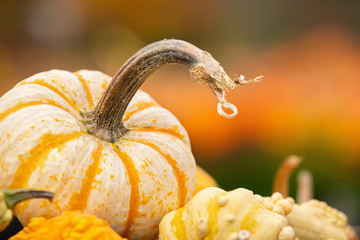 Wall Mural - Closeup of Mini Tiger Striped pumpkin against autumn colors. Gourds in the foreground. Copy space.