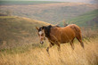Horse in field grazes on hill background at sunny day