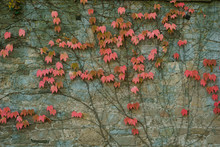 Old Wall With Covered With Red Green And Orange Ivy Leaves Parthenocissus Tricuspidata Veitchii