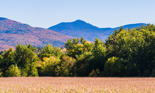 Corn Field With Hills And Mountains Dressed In Bright Autumn Colors Of Fall Foliage 