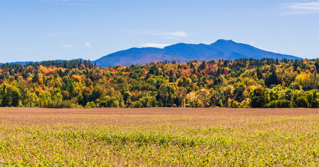 corn field with hills and mountains dressed in bright autumn colors of fall foliage 