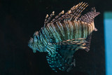 Fototapeta  - fish