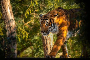 Wall Mural - Walking majestic tiger