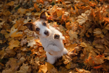 Wall Mural - the dog waved his paw. Hey. Pet autumn in leaves. Little Jack Russell Terrier