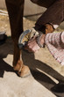 © Milles Studio/Stocksy - Crop woman cleaning horse hooves