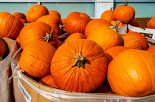 Close-up Of Autumn Pumpkins