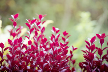 Wall Mural - Red leaves with sunlight