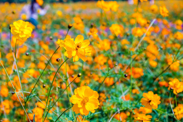 Wall Mural - Cosmos flowers blooming in the garden.yellow cosmos flowers garden, soft focus and look in blue color tone.Cosmos flowers blooming in Field.