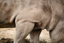 Partial View Of A Rhinoceros