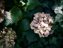 Dust Pink Hortensia Flowers In Bloom Shot On Film