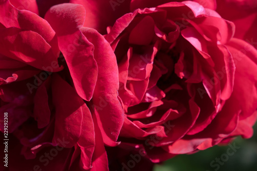 Red Velvet Garden Rose Close Up For Design Wallpaper Background
