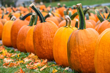 Wall Mural - A row of pumpkins for sale at a pumpkin patch in the fall. Autumn leaves in the foreground.