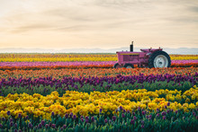 The Tractor And Her Tulip Field