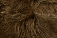 Details Of Long Brown Fur