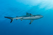 © Song Heming/Stocksy - A grey reef shark moving in open blue