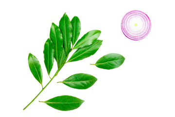 Wall Mural - An overhead photo of sliced red onion and bay leaves isolated on white background. Top view. Laurel branch and three separate leaves.