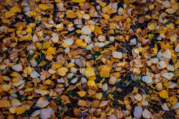 yellow autumn leaves of a birch