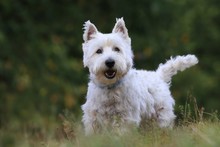 Westie. West Highland White Terrier Standing In The Grass. Portrait Of A White Dog.